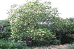Acacia mangium